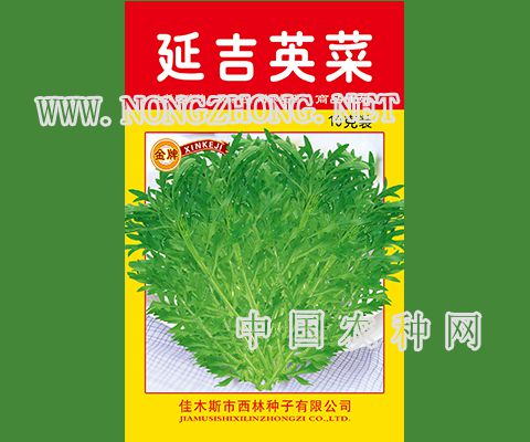 延吉英菜